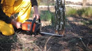 Seasonal Cleanup (Spring/Fall) in North York, PA