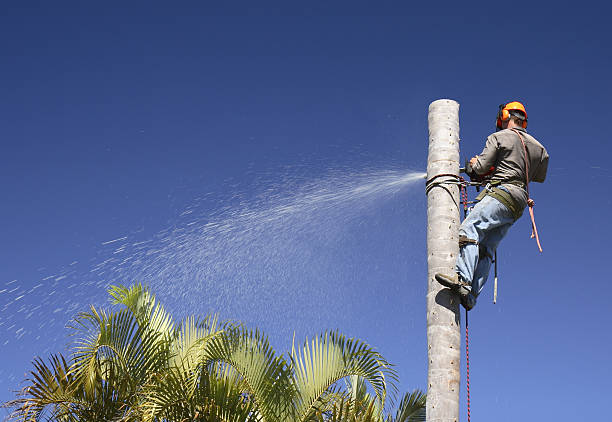 How Our Tree Care Process Works  in  North York, PA