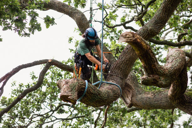 Best Tree Maintenance Programs  in North York, PA