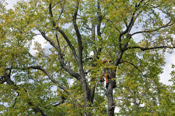 Best Arborist Consultation Services  in North York, PA